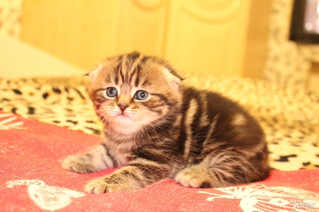 Вислоухие котята 2 недели
