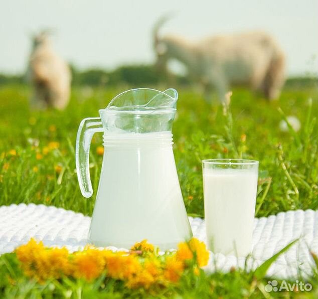 Продаю козье молоко,масло купить на Зозу.ру - фотография № 1