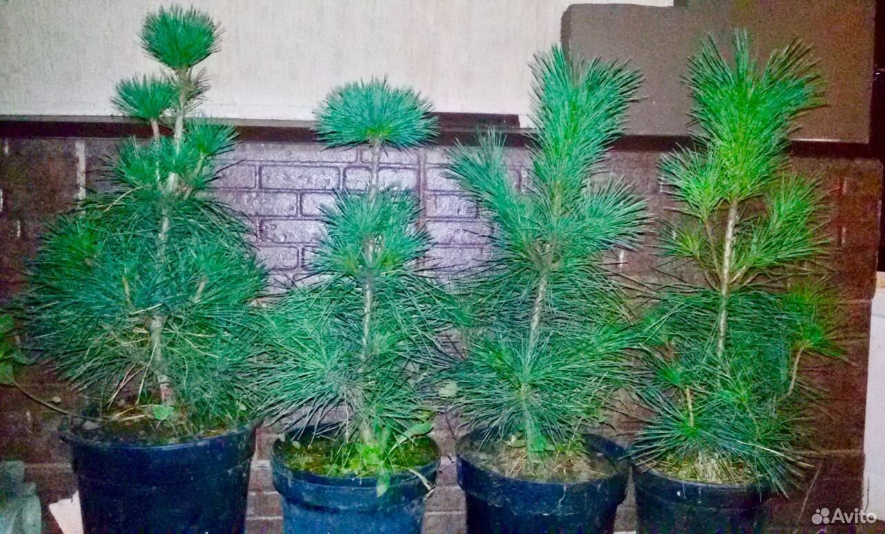 Куфар саженцы минск. Куфар саженцы минск