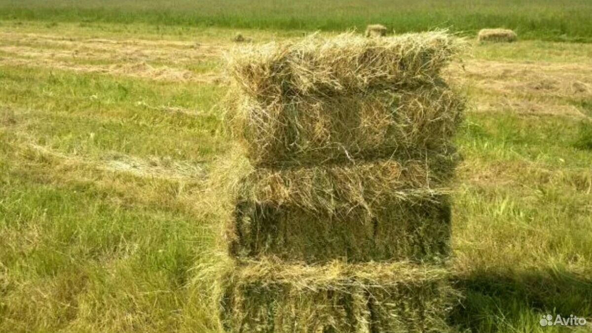 Авито сено солома. Суданка в тюках. Суданка на сено. Вес тюка соломы. Солома 150кг.