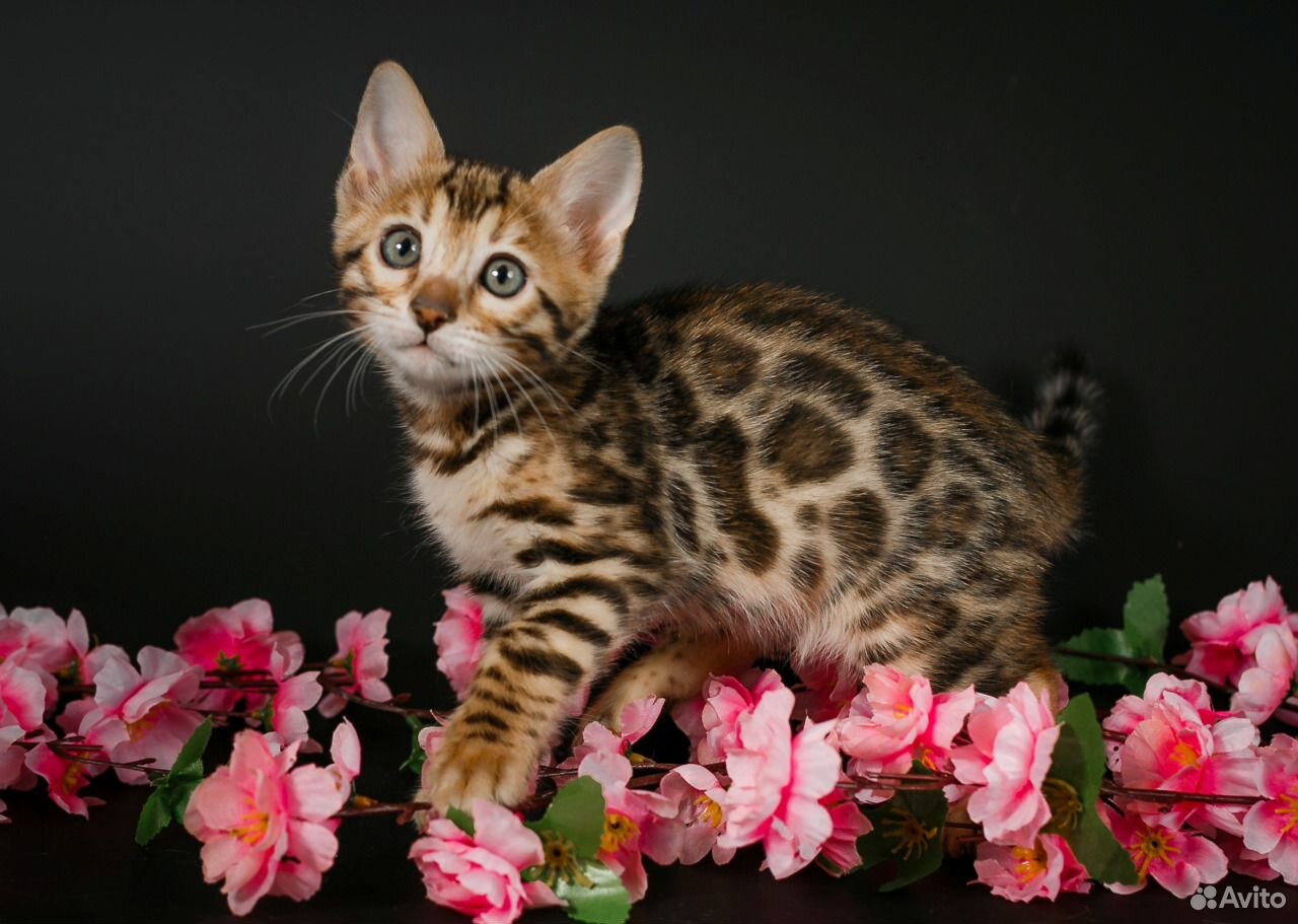 Бенгалы котята