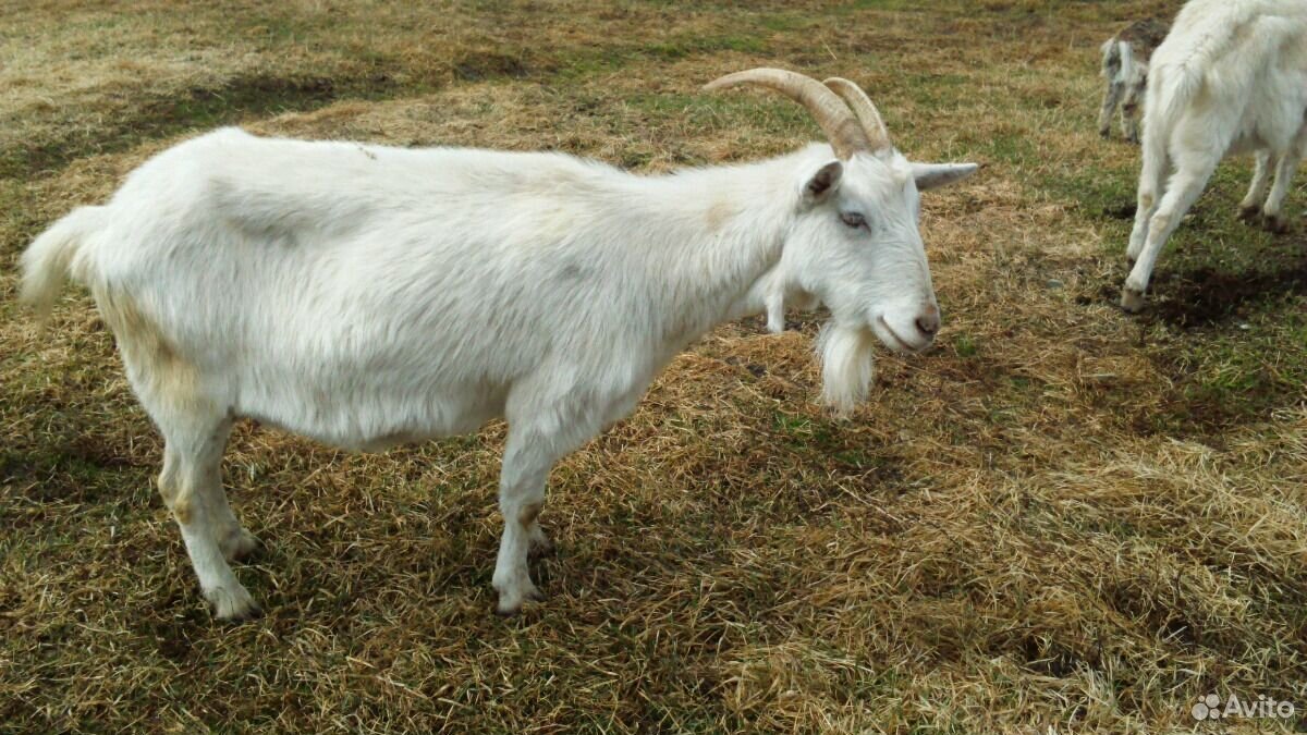 Продам дойную козу заанинской породы купить на Зозу.ру - фотография № 1