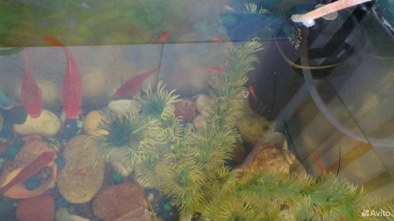 Аквариум с рыбками и всем содержимым (40 литров) купить на Зозу.ру - фотография № 4
