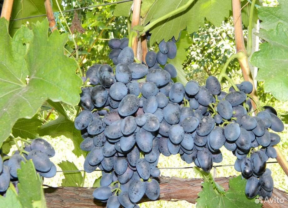 Саженцы плодового винограда купить на Зозу.ру - фотография № 1