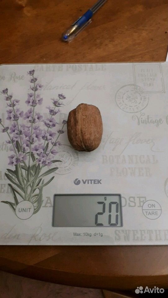 Саженцы и семяна грецкого ореха. крупный купить на Зозу.ру - фотография № 3