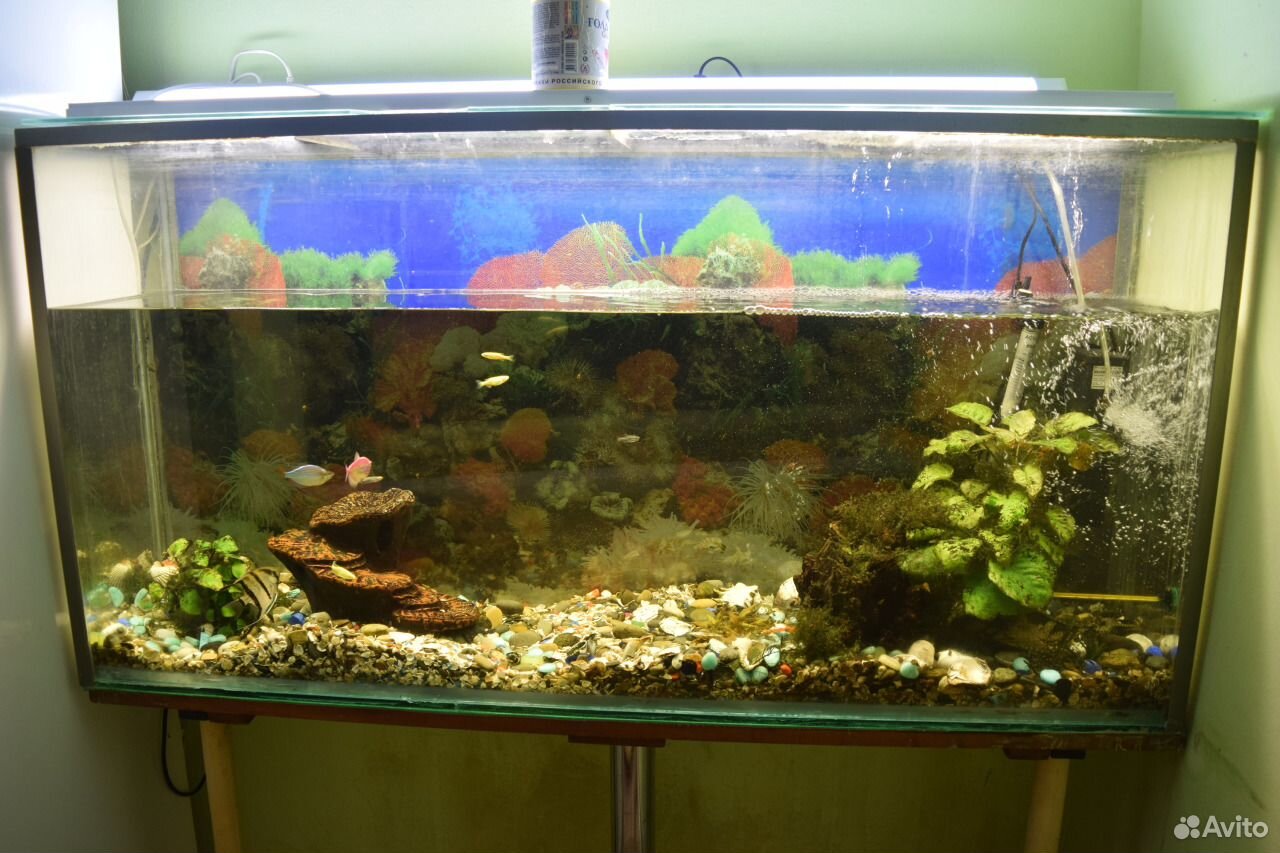 Продам аквариум на 250 литров c рыбками купить на Зозу.ру - фотография № 1