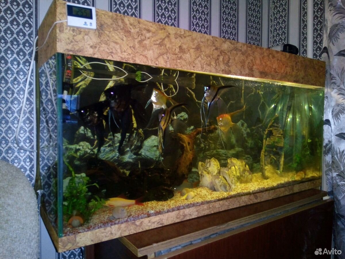 Аквариум с рыбками 120лит купить на Зозу.ру - фотография № 1