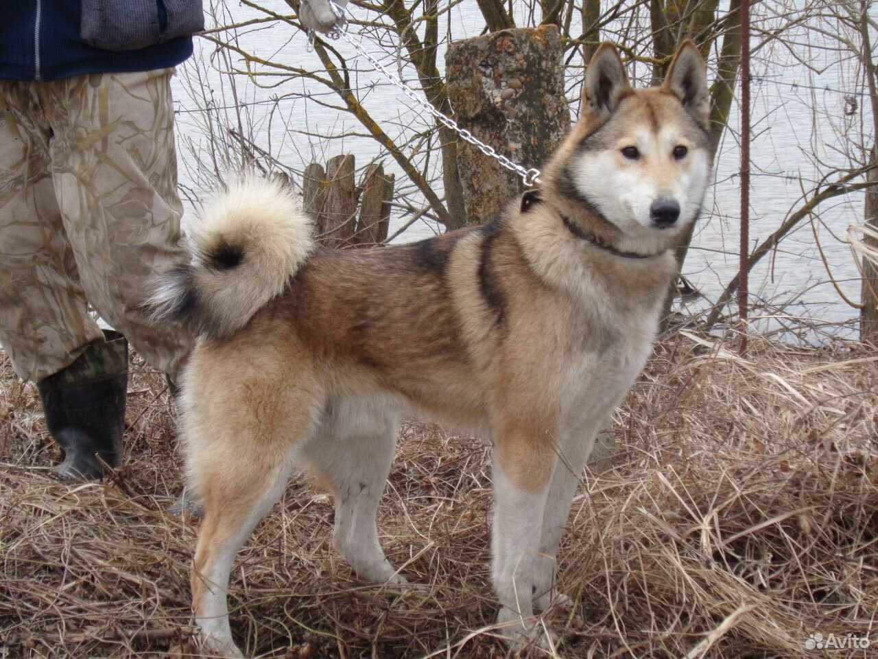 Питомник собак Западно Сибирская лайка