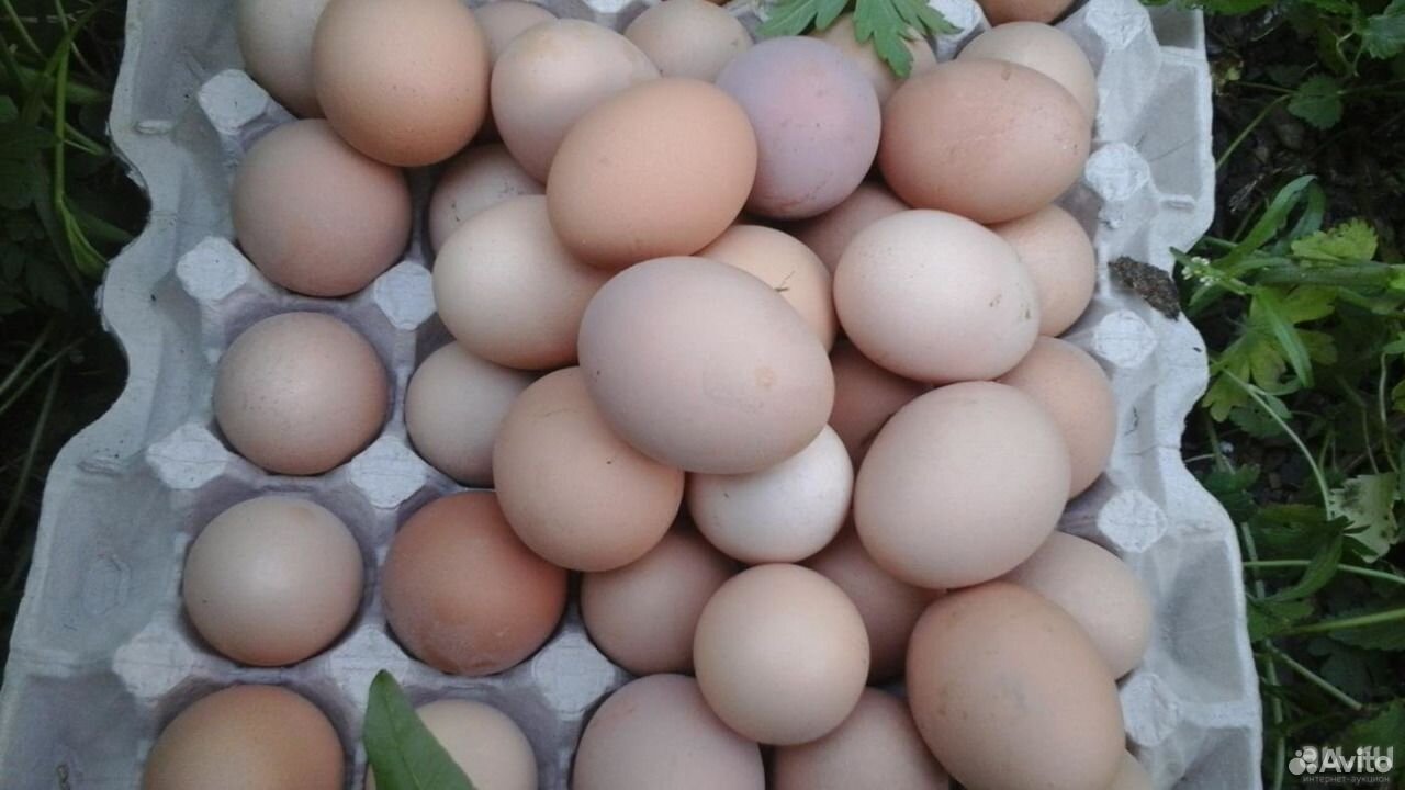 Куплю инкубационное яйцо кур породы. Яйцо Адлерской серебристой. Яйцо курицы адлеровское серебристое. Цвет яиц у кур Адлерская серебристая. Адлер яйца.