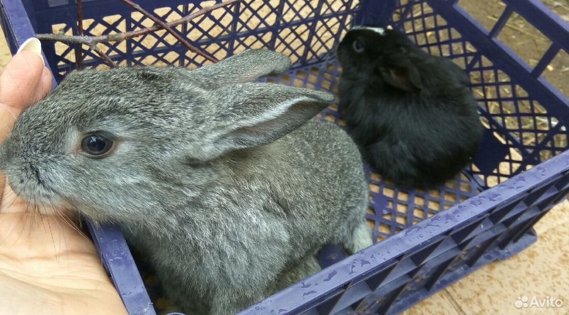 Кролики и крольчата купить на Зозу.ру - фотография № 4