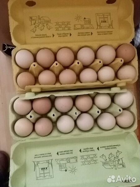 Инкубационое куриное домашние яйцо купить на Зозу.ру - фотография № 2