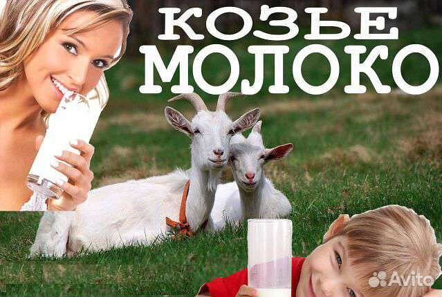 Молоко коровье и козье купить на Зозу.ру - фотография № 1
