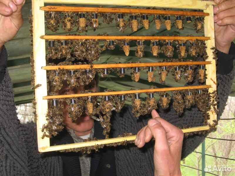 Продам маточники,плодные матки 2020 года.(пчелы) купить на Зозу.ру - фотография № 8
