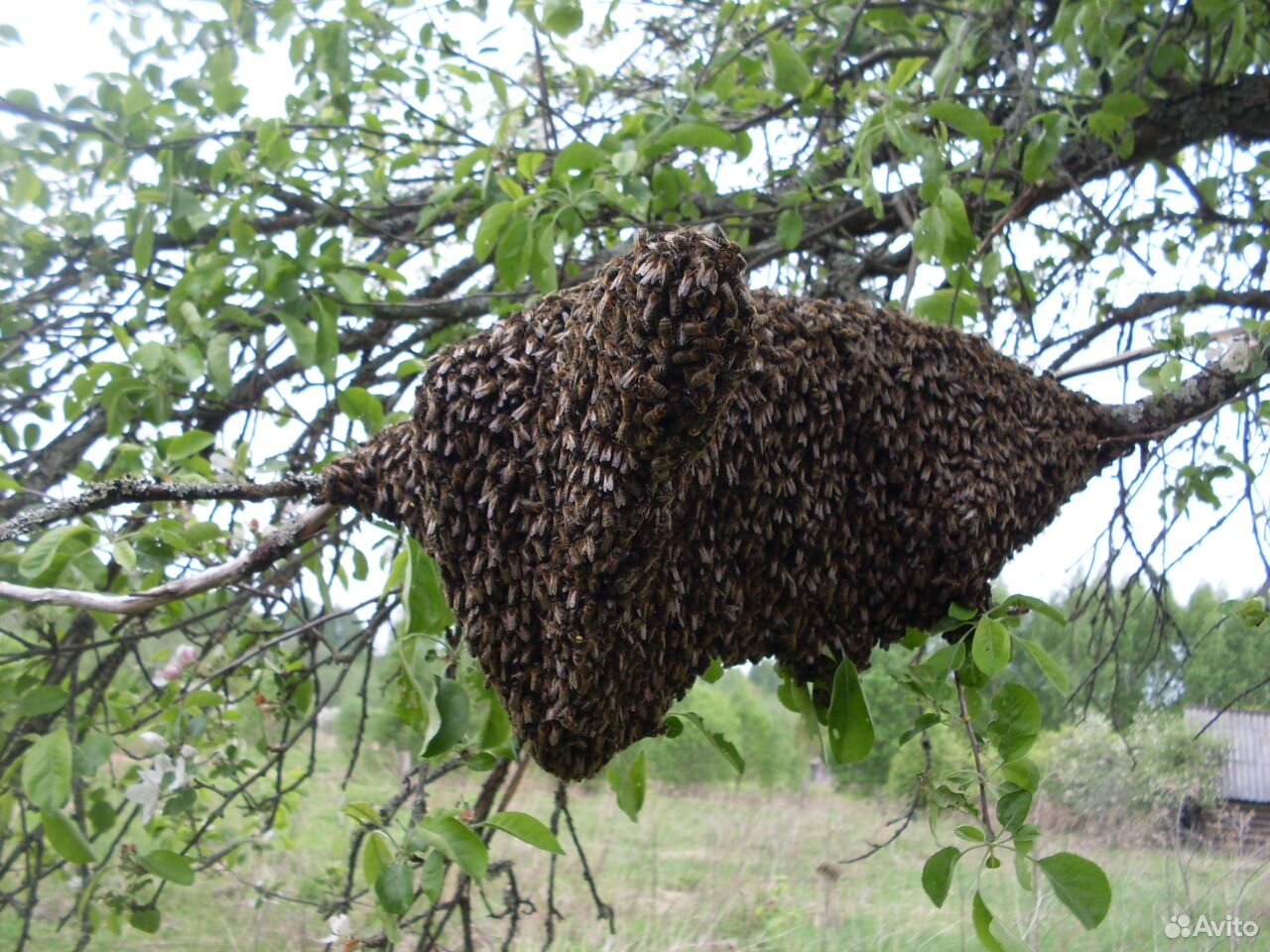 Рои пчёл купить на Зозу.ру - фотография № 1