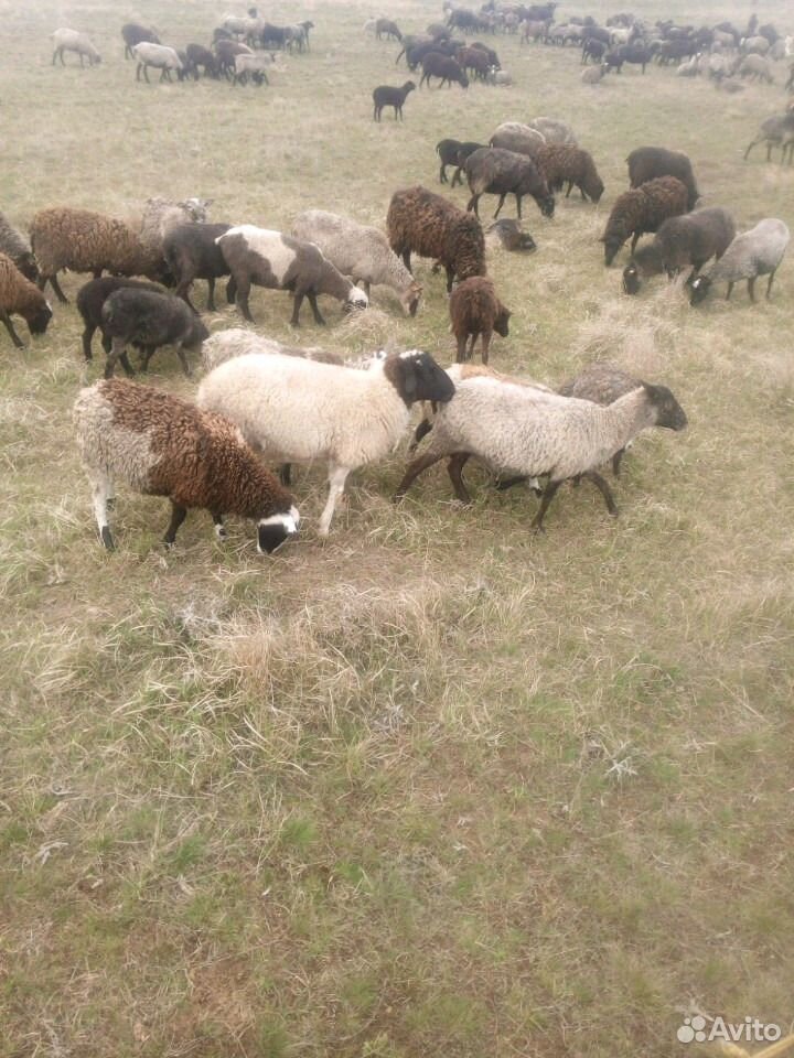 Овцы бараны на мясо купить на Зозу.ру - фотография № 1