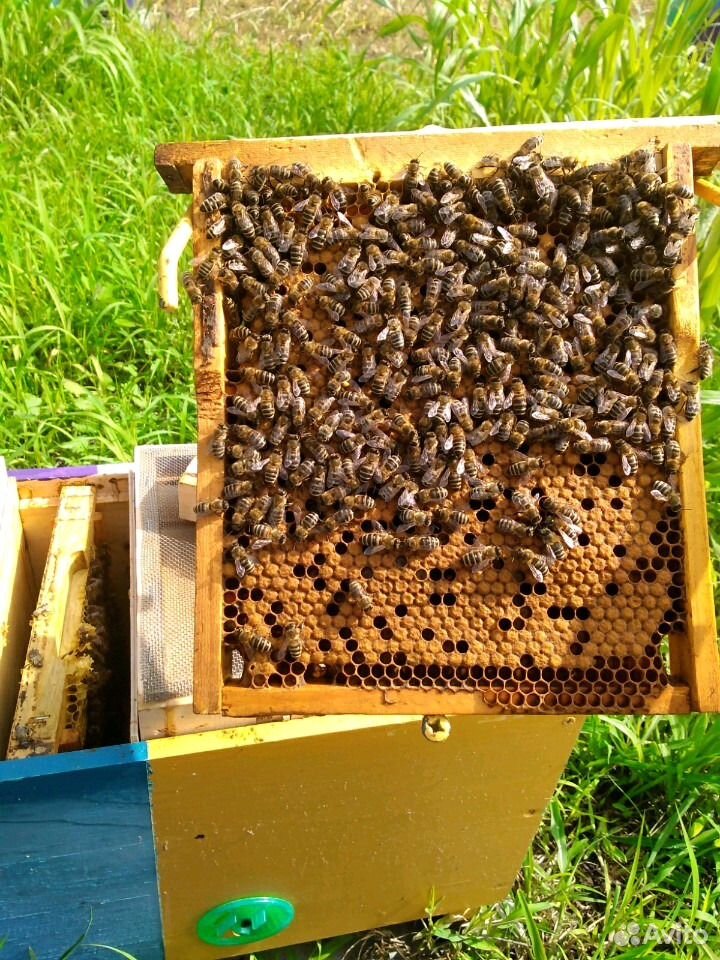 Матки пчелиные купить на Зозу.ру - фотография № 2