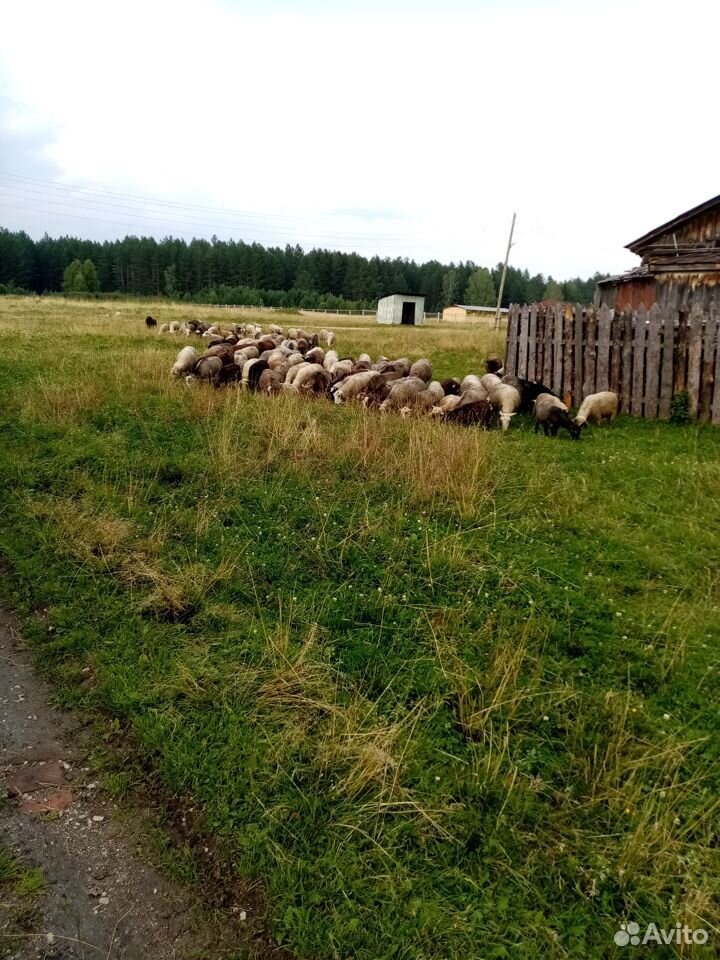 Овцы, козы купить на Зозу.ру - фотография № 3