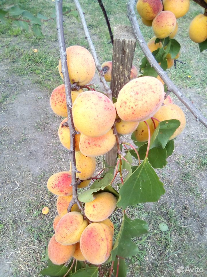 Саженцы абрикоса купить на Зозу.ру - фотография № 3