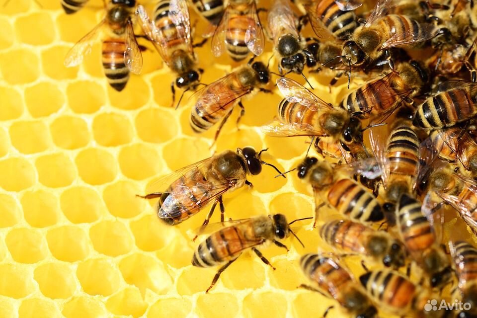 Пчёлы пчелосемьи пасека купить на Зозу.ру - фотография № 2