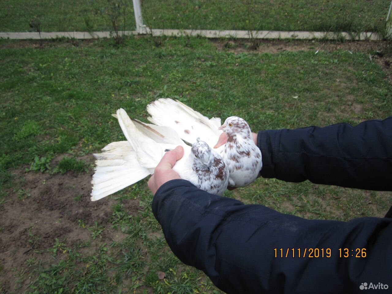 Продам Николаевских голубей в кол-ве 100 штук купить на Зозу.ру - фотография № 5