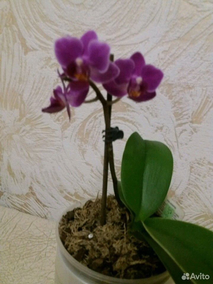 Орхидеи Фаленопсис мини купить на Зозу.ру - фотография № 3