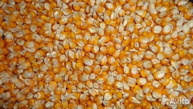 Цельная кукуруза купить на Зозу.ру - фотография № 1