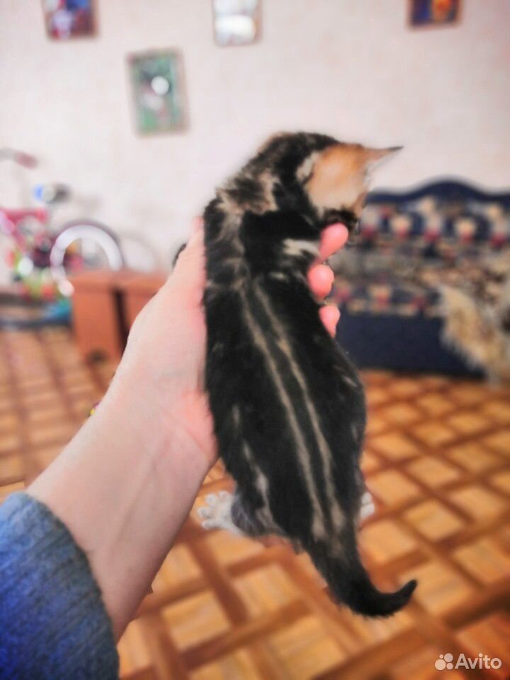 Бенгальский котята купить на Зозу.ру - фотография № 5