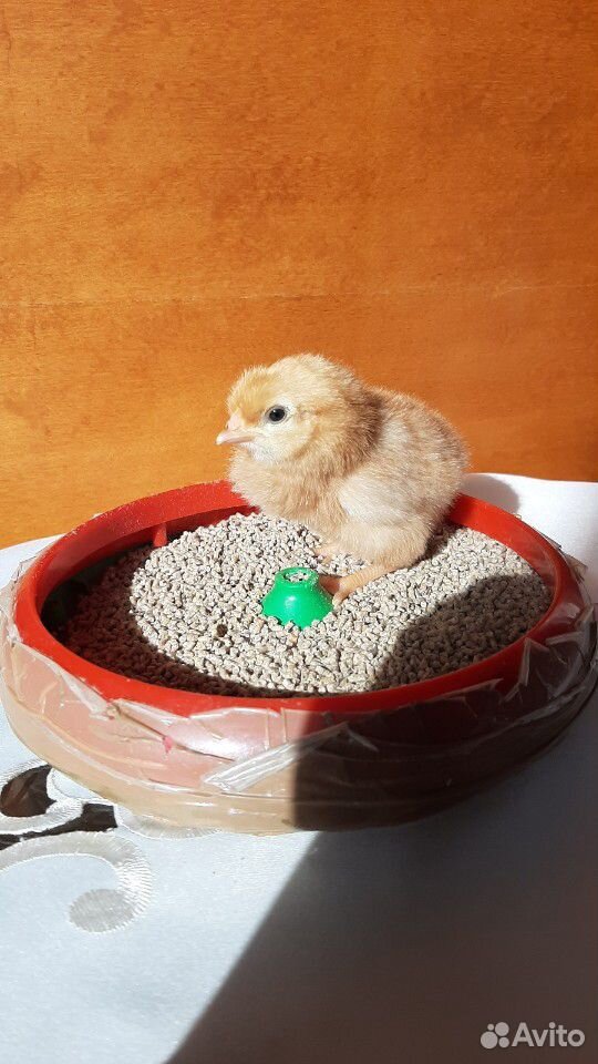 Продам 5-дневных цыплят Ломан Браун, мясо-яичного купить на Зозу.ру - фотография № 1