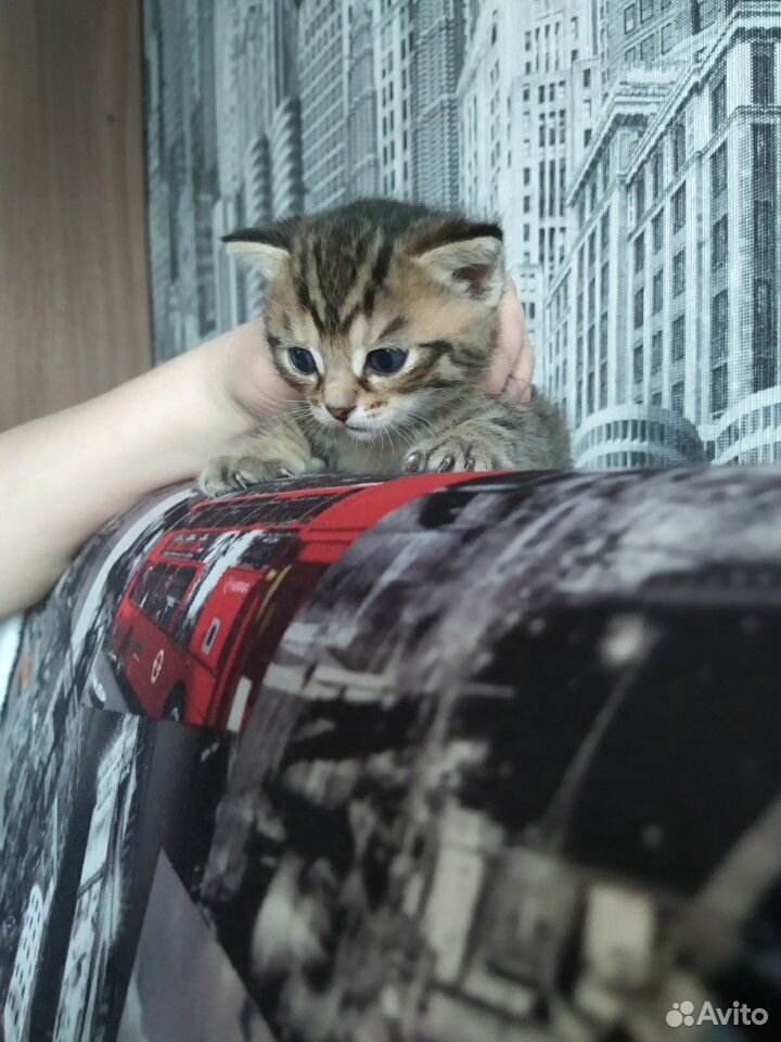Отдам котёнка в хорошие руки купить на Зозу.ру - фотография № 9