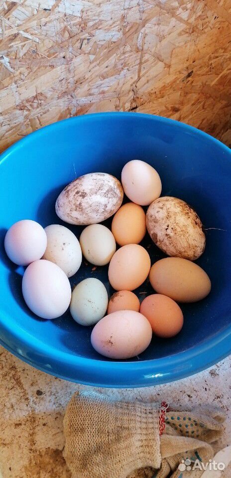 Куриное яйцо купить на Зозу.ру - фотография № 4