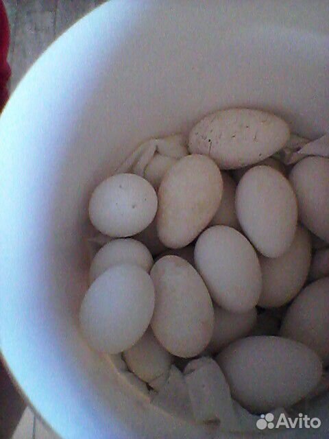 Яйца гусиные для инкубации.продаю домашнего молоко купить на Зозу.ру - фотография № 1
