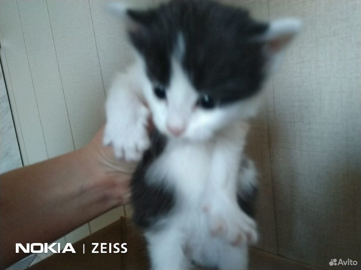 Отдам котят от крысоловки (2 мальчика, 2 девочки) купить на Зозу.ру - фотография № 2