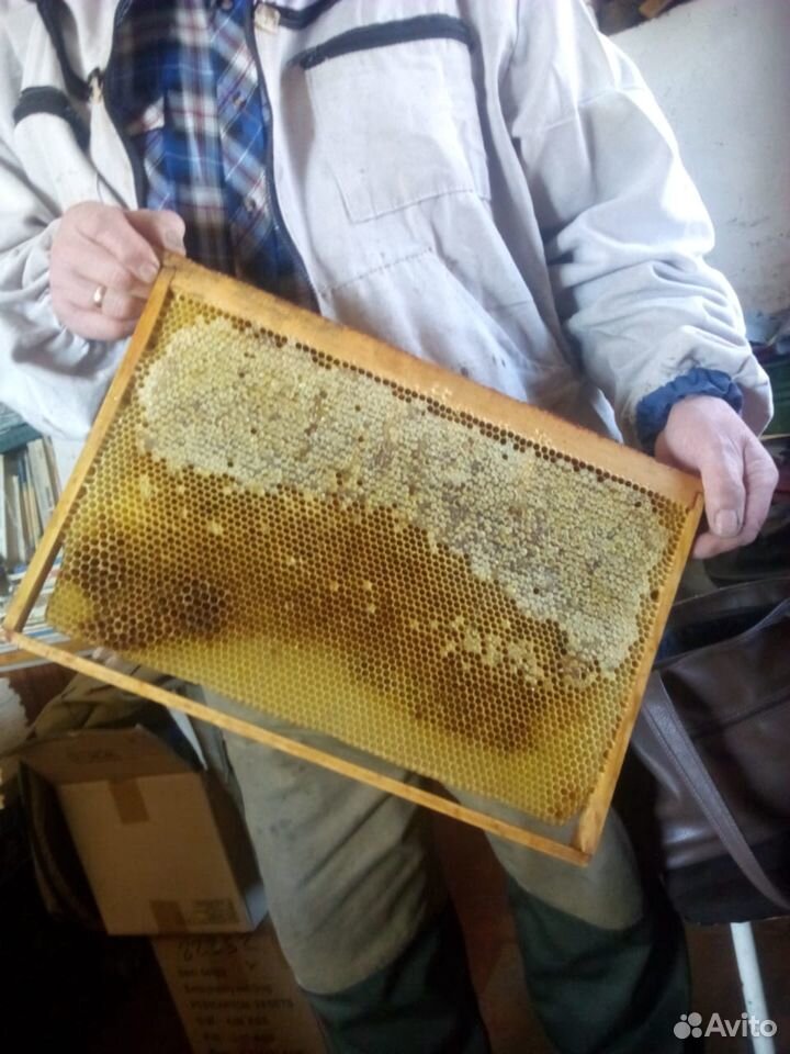 Продаются пчелосемьи (в ульях ) купить на Зозу.ру - фотография № 1