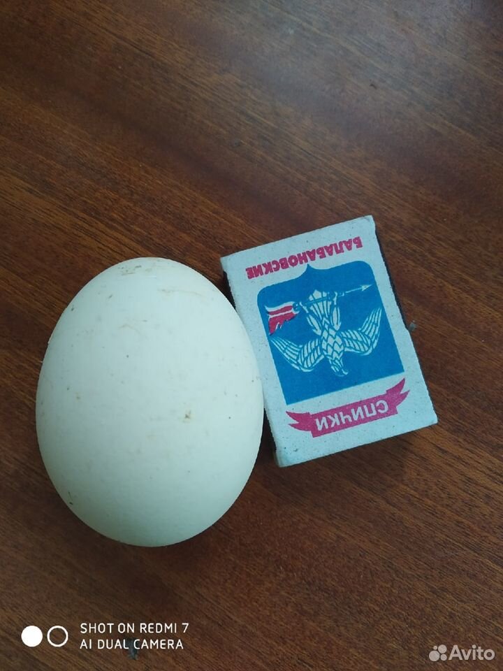 Инкубационное яйцо кур барбезье купить на Зозу.ру - фотография № 5