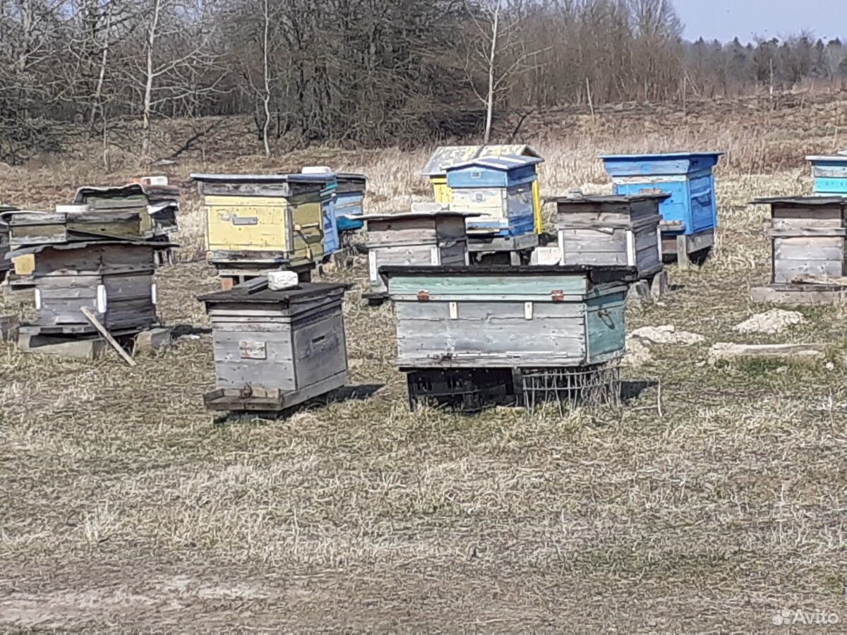 Ульи с пчелами купить на Зозу.ру - фотография № 3