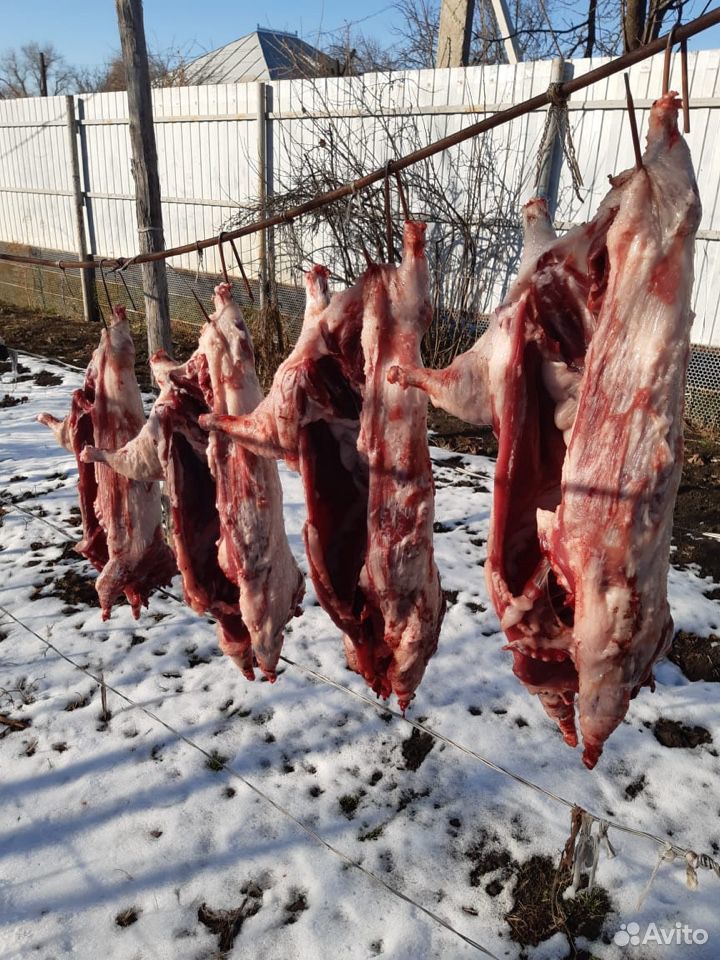 Мясо нутрии, нутрии живым весом купить на Зозу.ру - фотография № 2