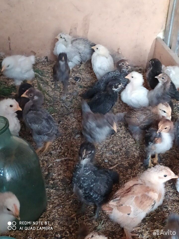 Подрощенные цыплята купить на Зозу.ру - фотография № 3