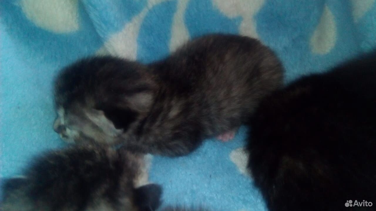 Отдадим котят в хорошие руки,родились 4-апреля купить на Зозу.ру - фотография № 5