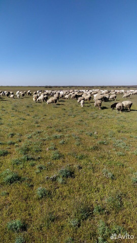 Овцы матки с ягняти купить на Зозу.ру - фотография № 1