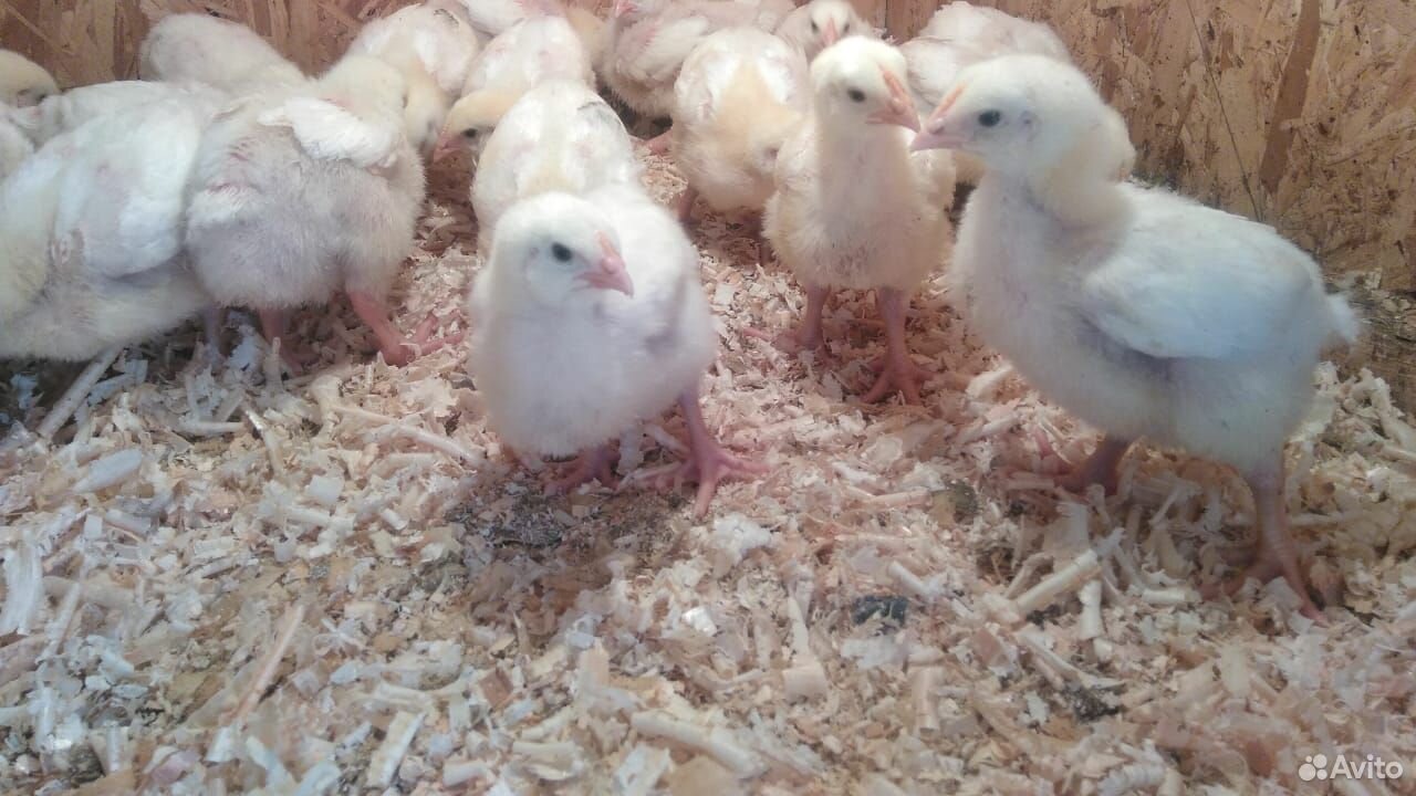 Цыпленок,яйцо бройлеров купить на Зозу.ру - фотография № 2