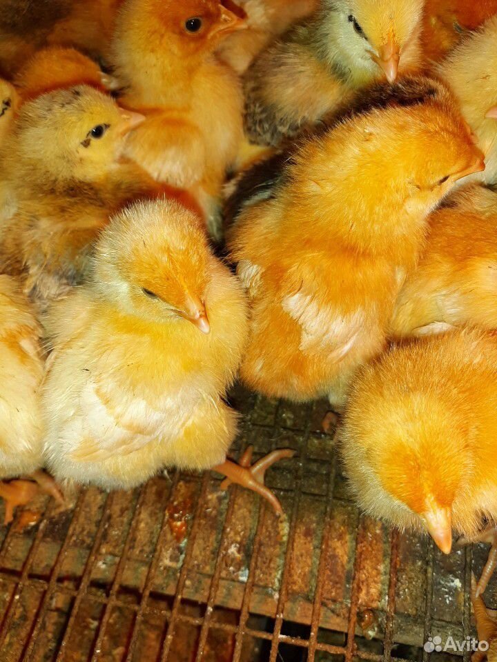 Ломан браун суточные. Цыплята Ломан Браун. Суточный цыпленок Ломан Браун цыплёнок. Разноцветные цыплята.