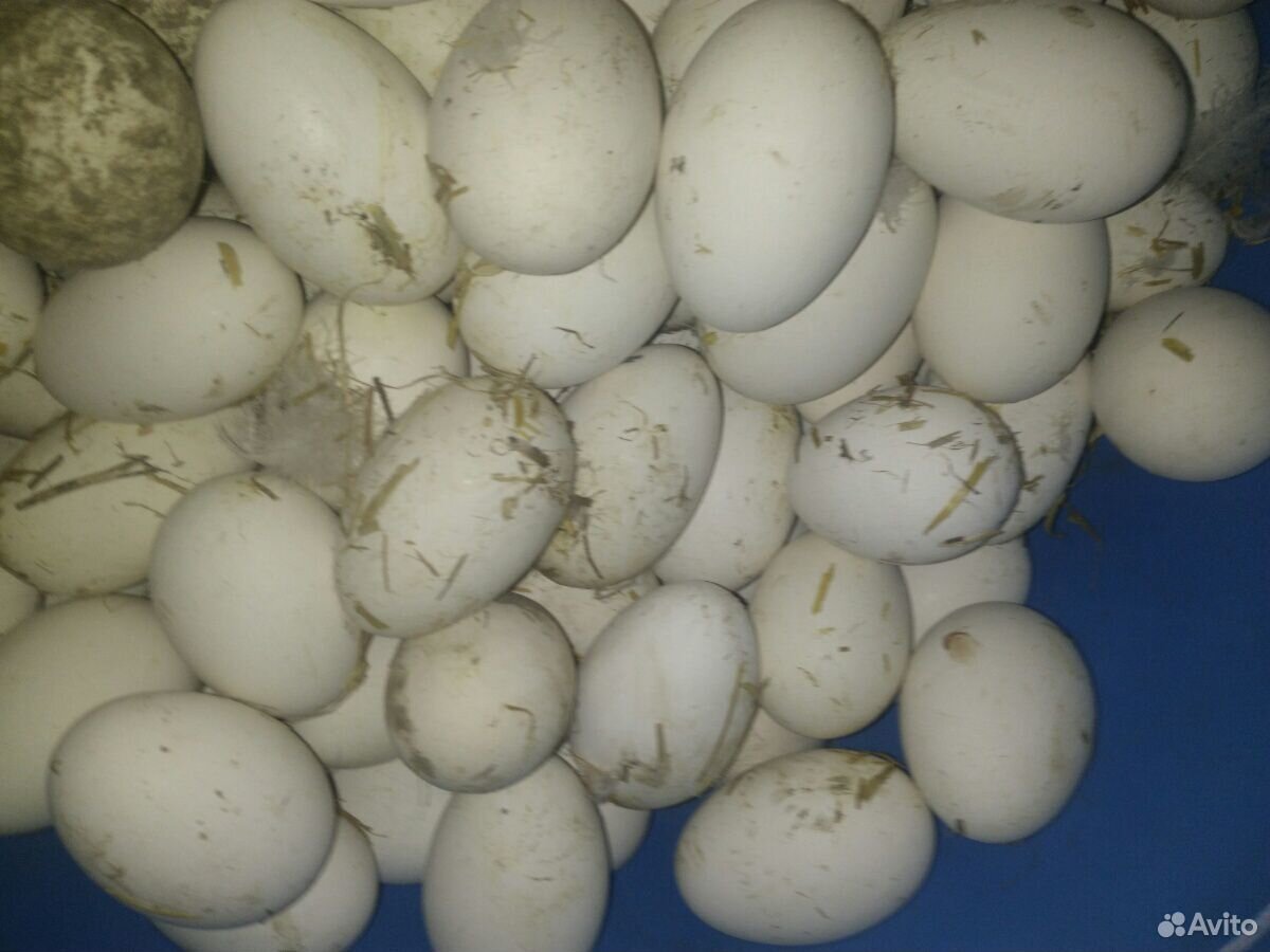 Яйцо инкубационное гусиное купить на Зозу.ру - фотография № 2