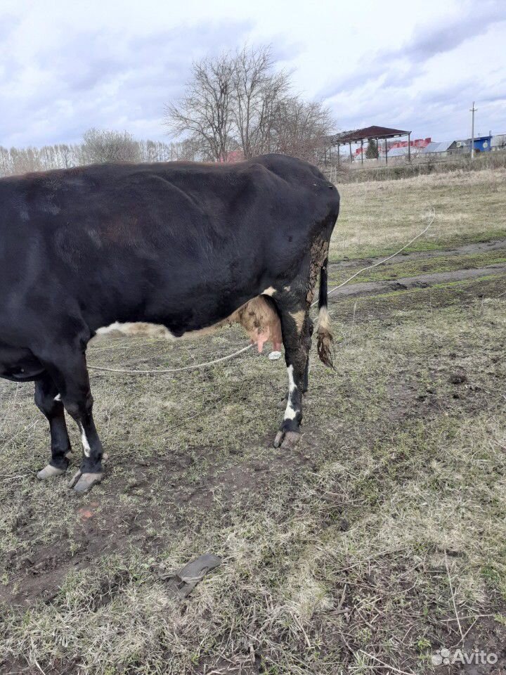 Корова дойная купить на Зозу.ру - фотография № 3