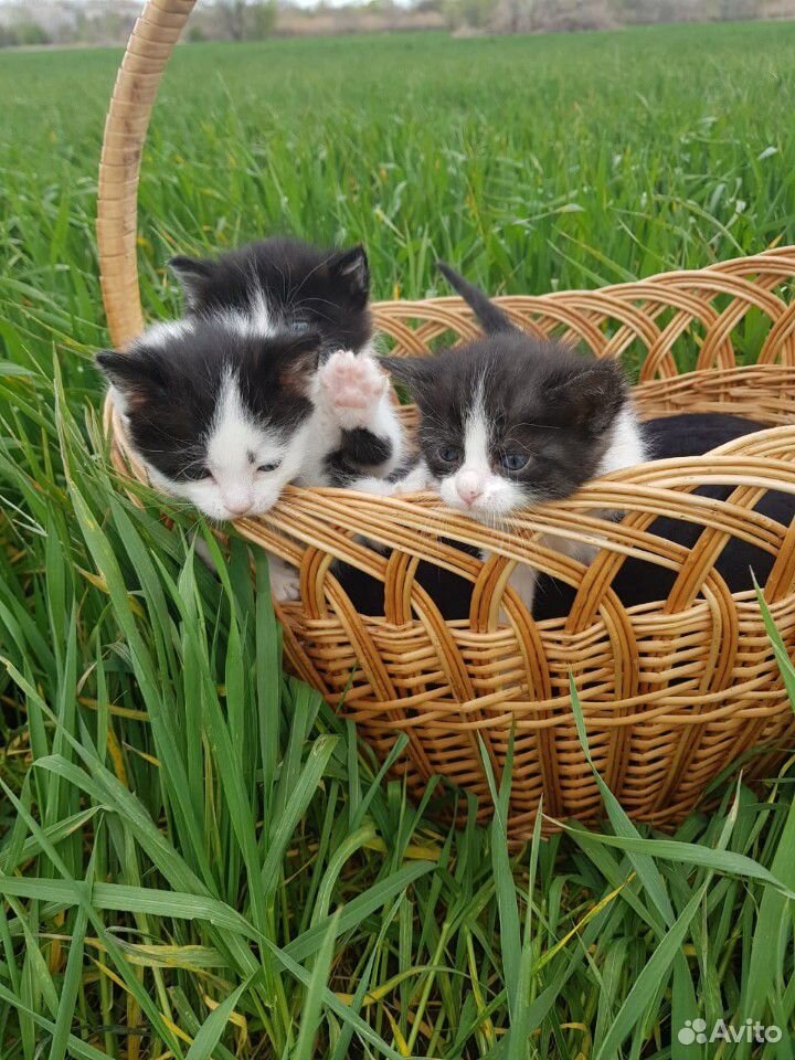 Ищут дом котята и молодая кошка купить на Зозу.ру - фотография № 2