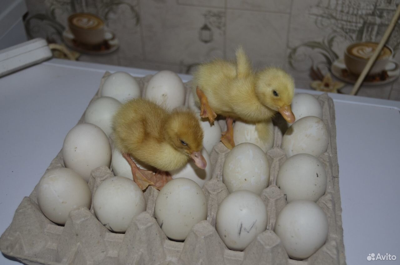 Инкубационное яйцо утки старт 53 купить на Зозу.ру - фотография № 2