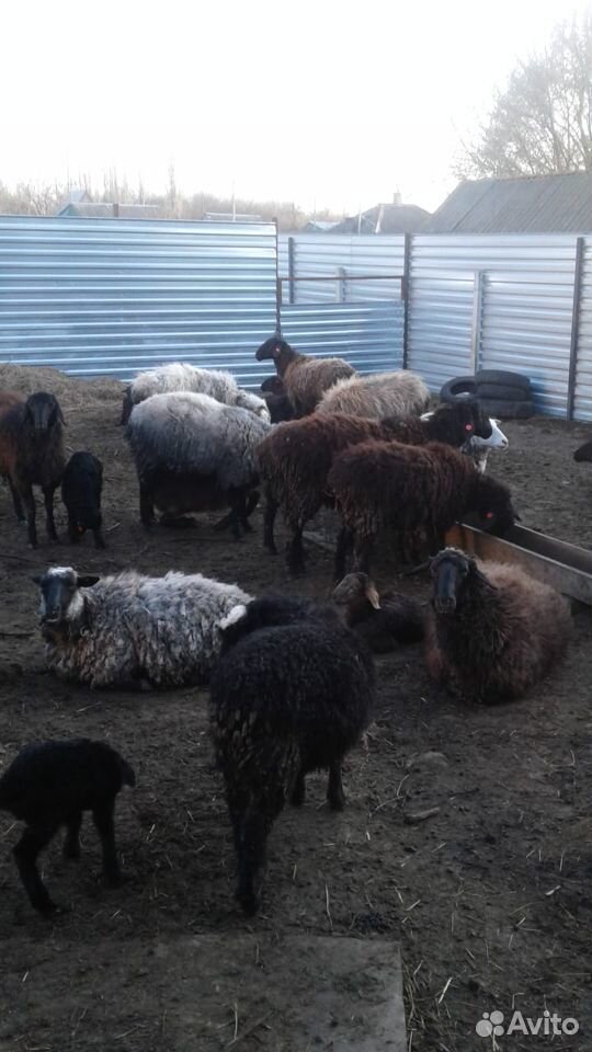 Продам овец, баранов, ягнят купить на Зозу.ру - фотография № 1