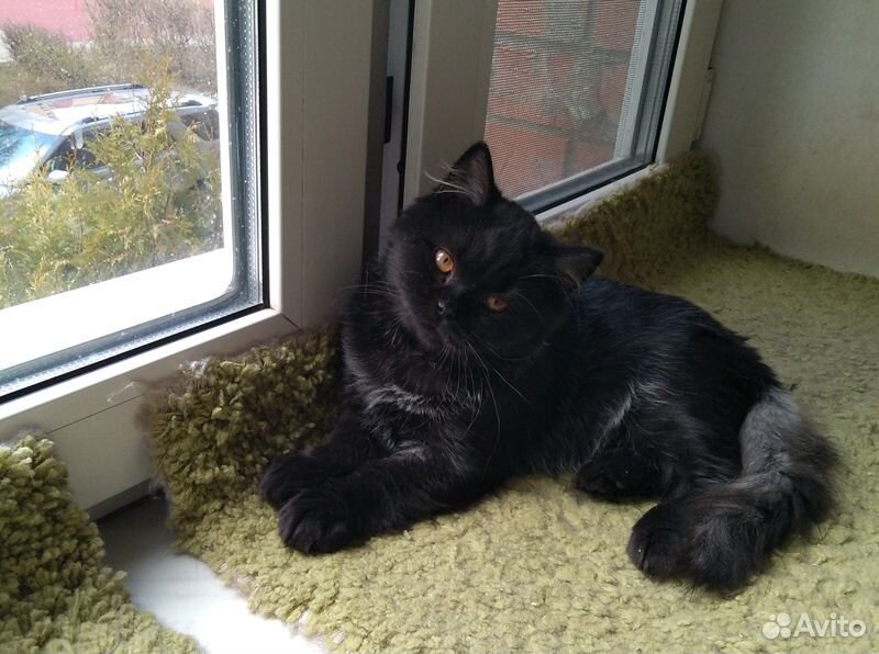 Британский черный котик купить на Зозу.ру - фотография № 1