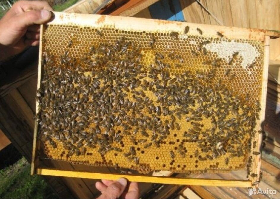 Авито пчелопакеты краснодарский край. Пасека на 50 пчелосемей. Расплод в пчелопакете. Пчелы пчелопакеты в Сорочинске. Пчеловодство 50 семей на 600000 таблица.