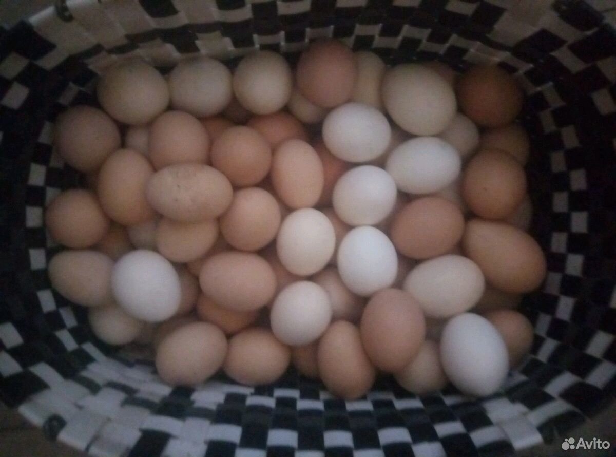 Яйца утиные и куриные домашние купить на Зозу.ру - фотография № 2