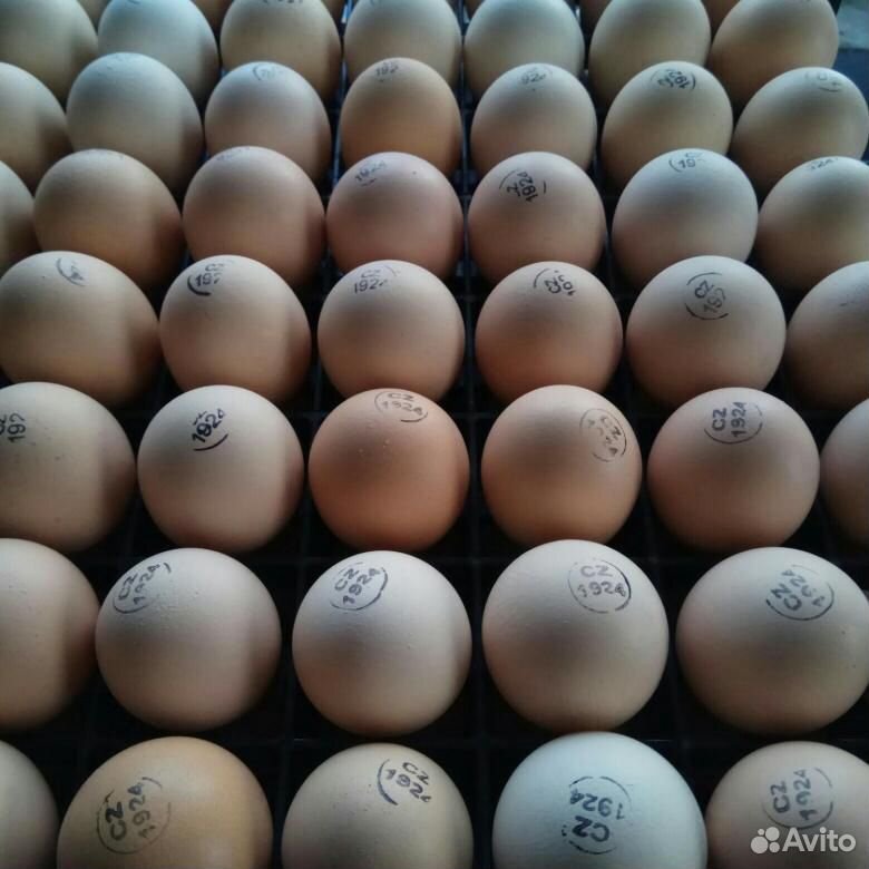 Инкубационные яйца купить на Зозу.ру - фотография № 1